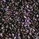 Sesame Seeds, Black